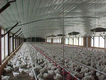 Reflective barrier installed in a poultry facility